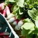 Breakfast radishes for sale from Seely Farms at the Ann Arbor Farmers Market on the first Wednesday morning market of the season.  Melanie Maxwell I AnnArbor.com